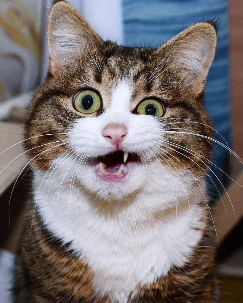 Instagram.com/rexiecat